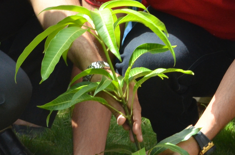 Tree planting