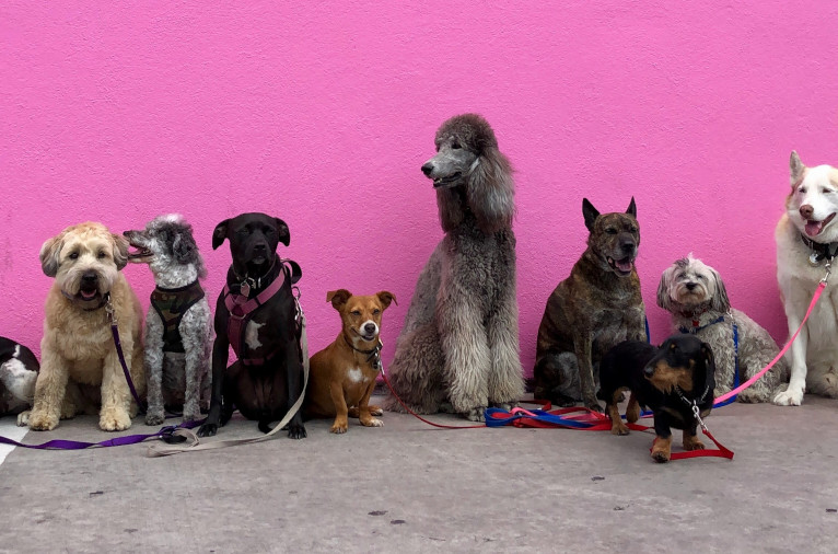 Dogs