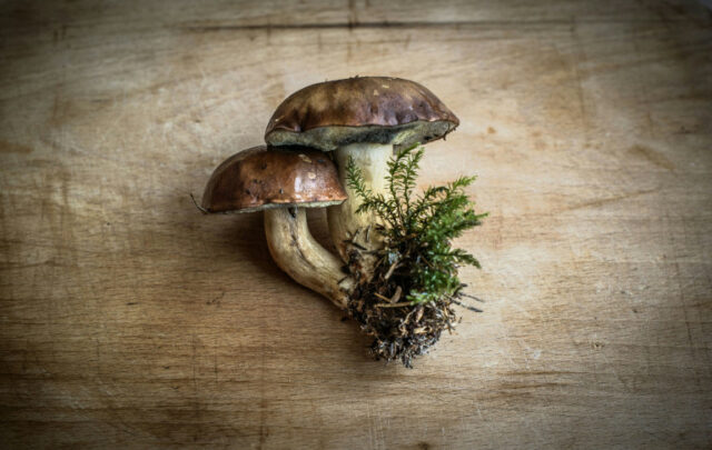 fungi