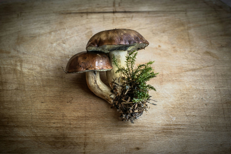 fungi