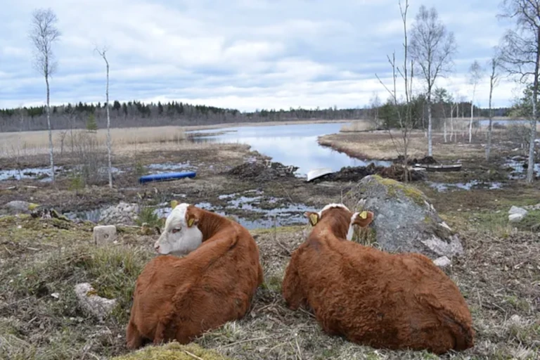 grazing animals