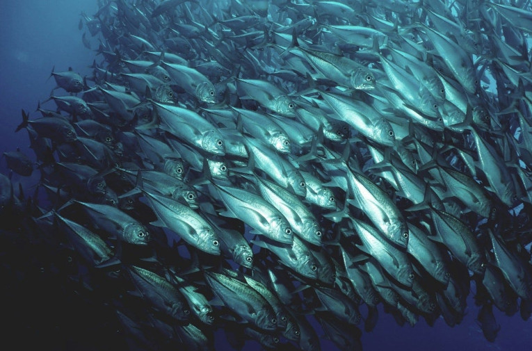 herring school