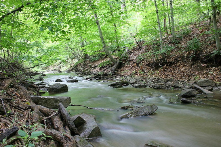 forest