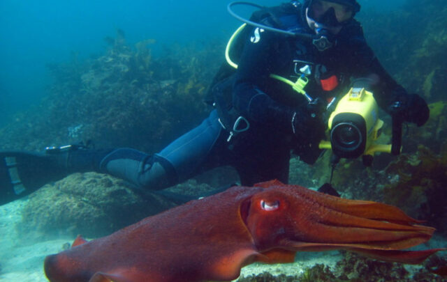 cuttlefish