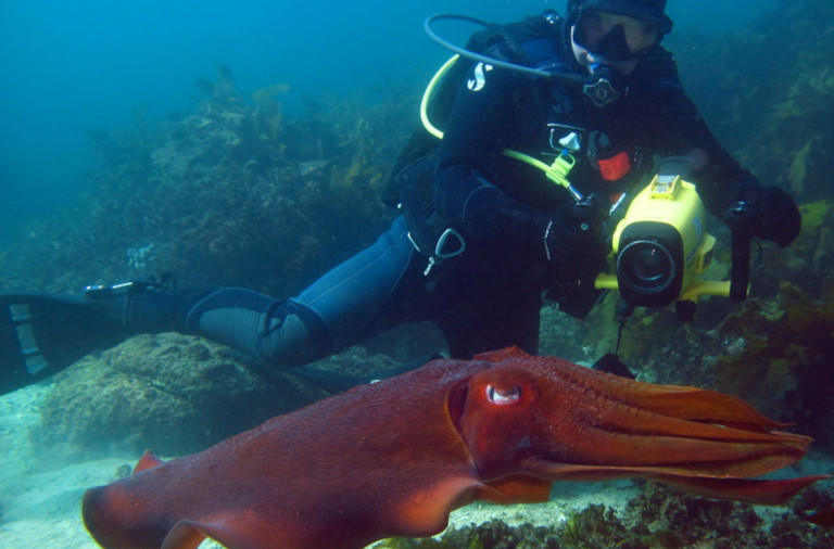cuttlefish
