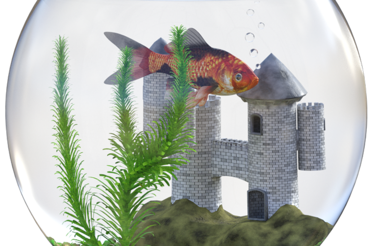 fishbowl