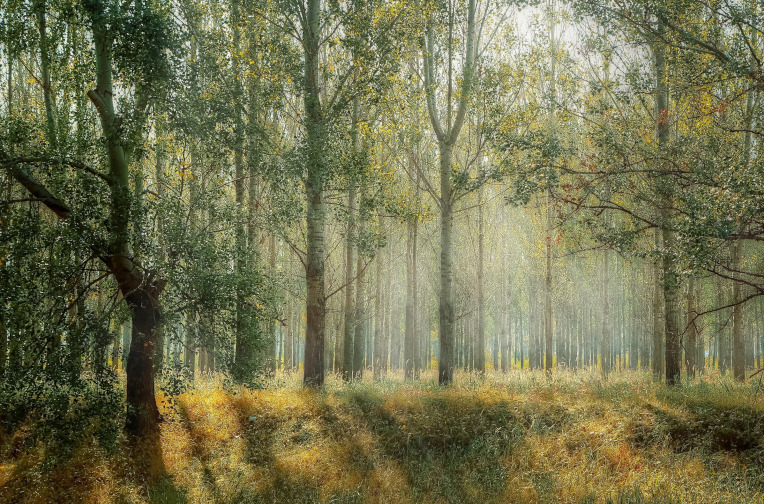forest