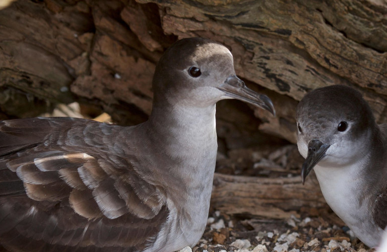 Tromelin Island seabirds