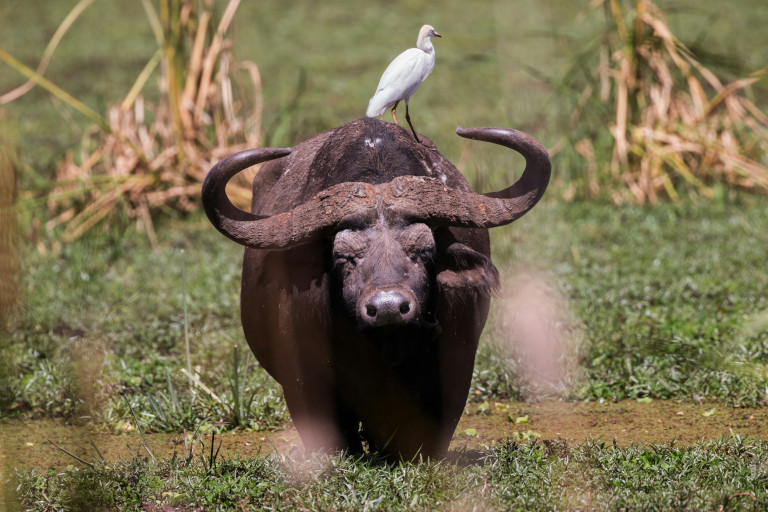 water buffalo