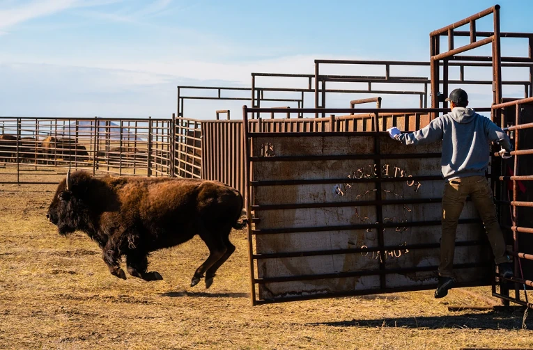 Freeing buffalo on the Great Plains