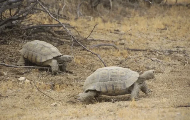 box turtles