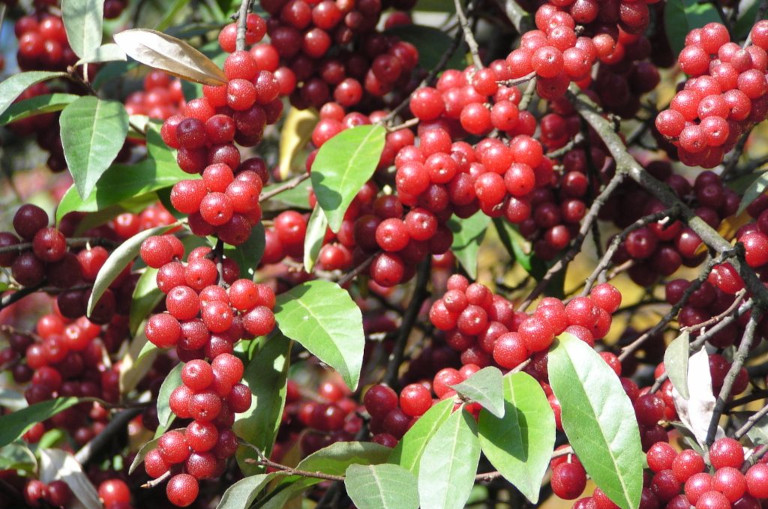 Autumn olive