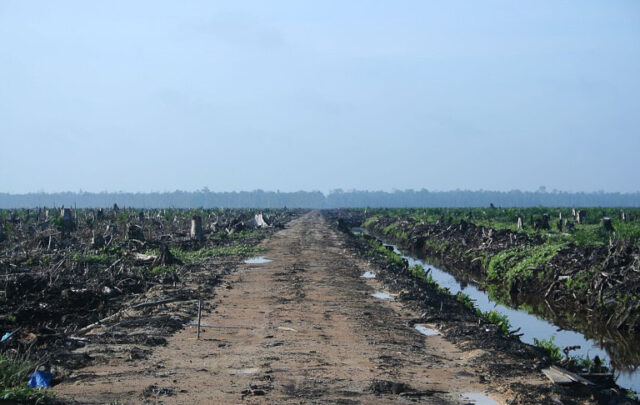 deforestation