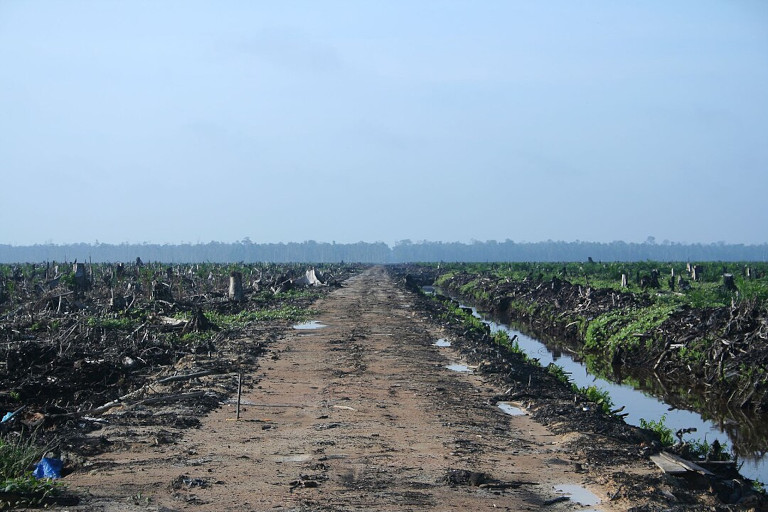 deforestation