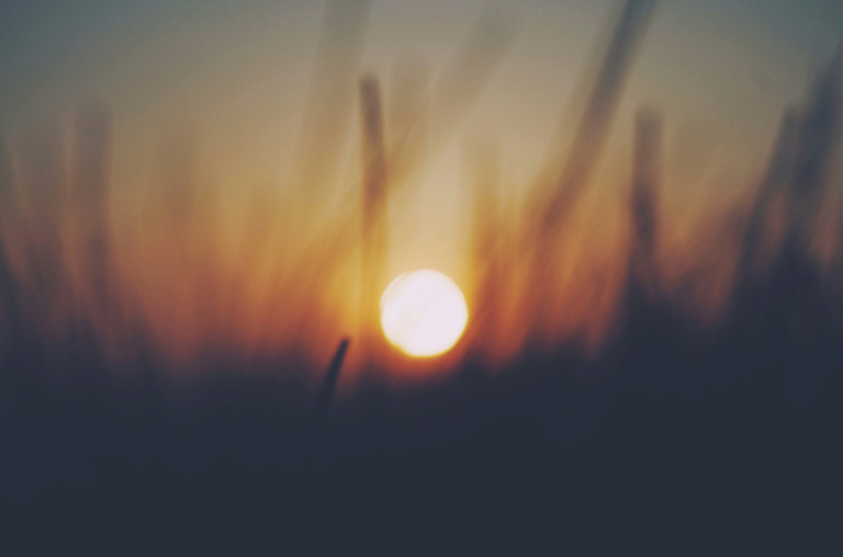 the sun through grass