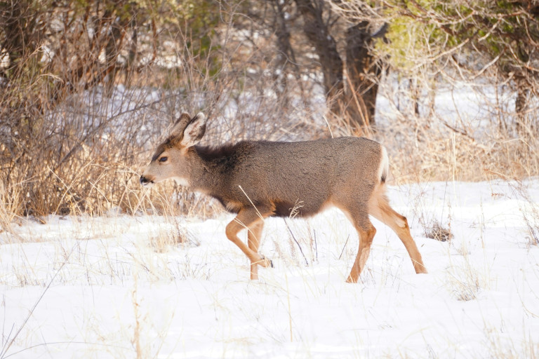 Deer in snow