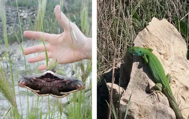 biodiversity