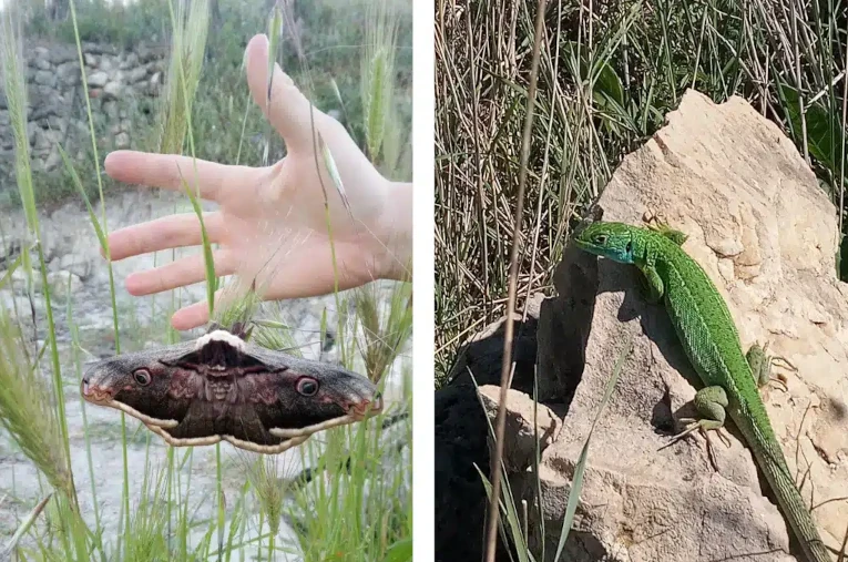 biodiversity
