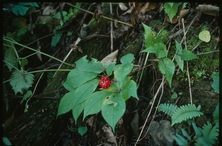 wild ginseng plant