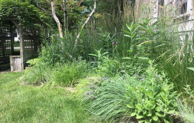 The reworked garden