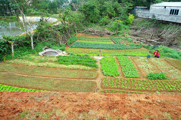 Small farm in China
