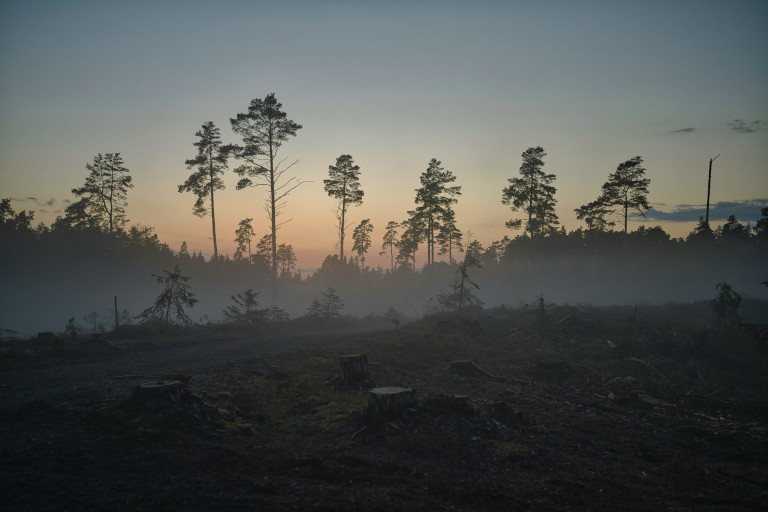 Clearcut forest in Estonia.