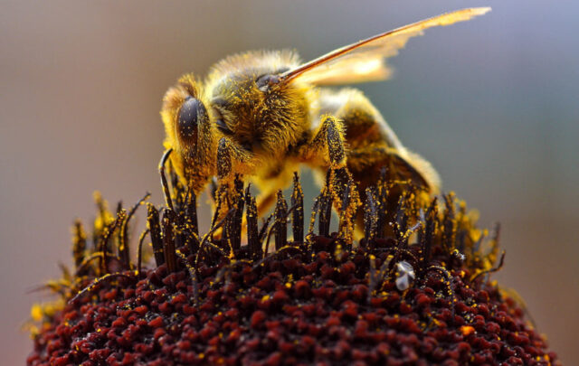 Bee collecting pollen
