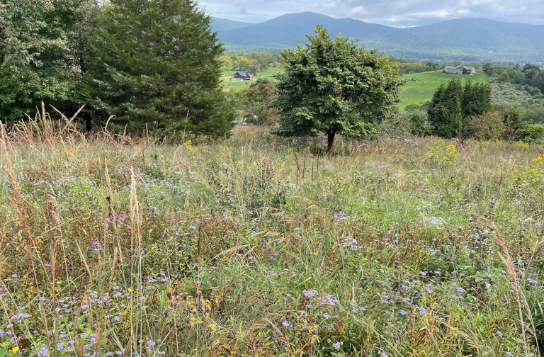 Grass flower meadow