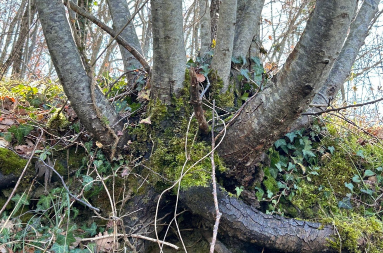 trees with roots