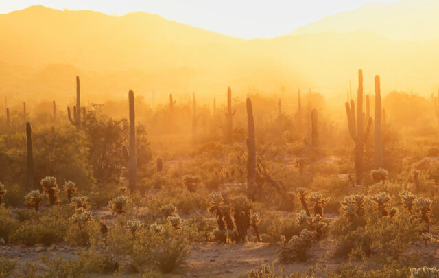 Saguaros