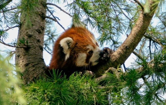 Wild things