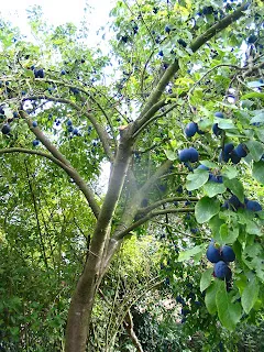 Damsons in the tree