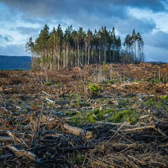 matt-palmer-K5KmnZHv1Pg-unsplash_683x683 Clearcut