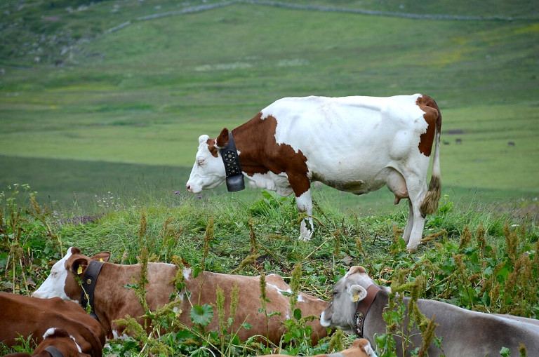 cows grazing in Switzerland, an example of stocking capacity.