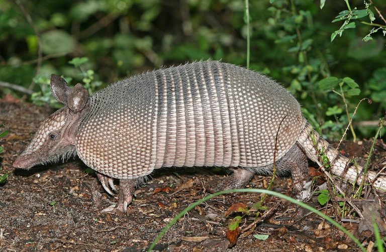 Armadillo