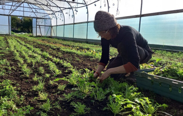 Grower Jo