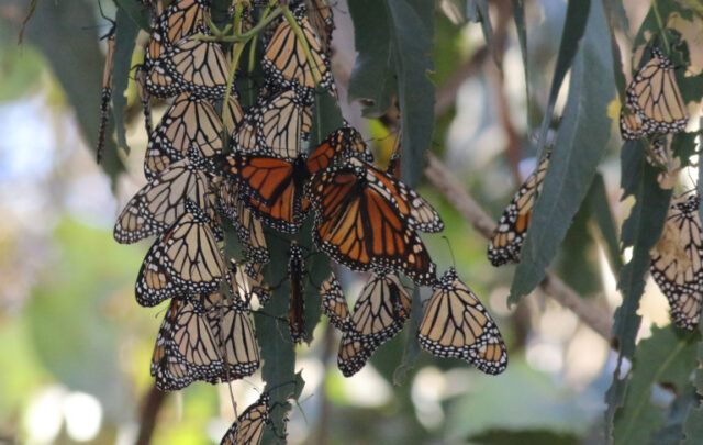 overwintering monarchs