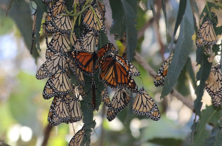 overwintering monarchs