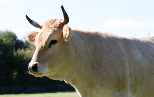Nantaise cow