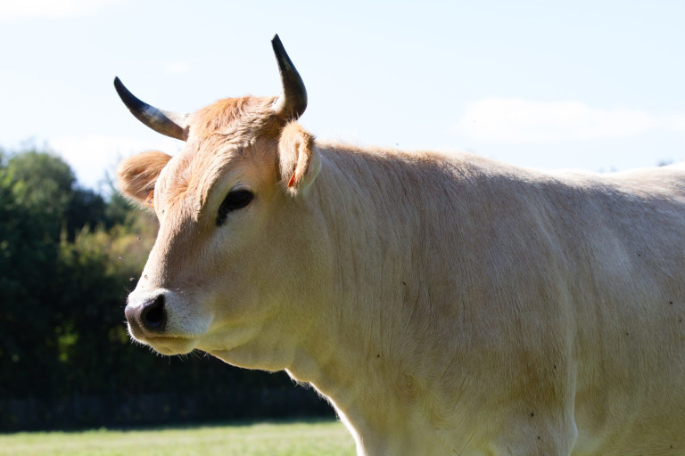 Nantaise cow