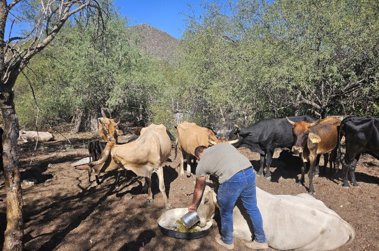 Baja California ecosystem restoration