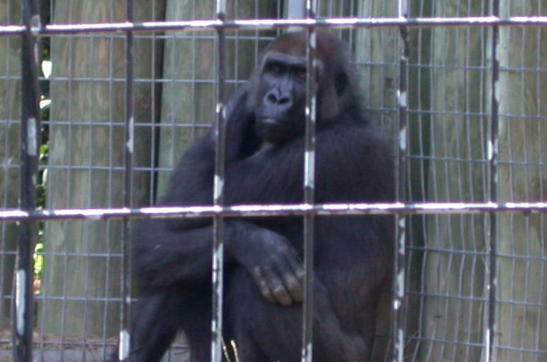 captive gorilla