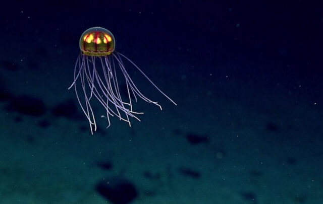Hydromedusa