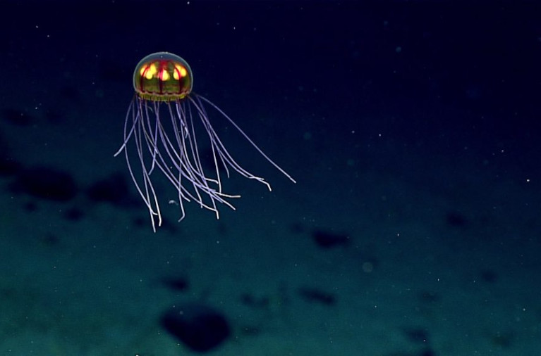 Hydromedusa