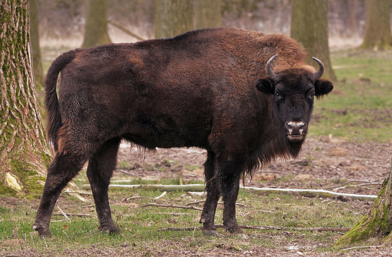 Bison
