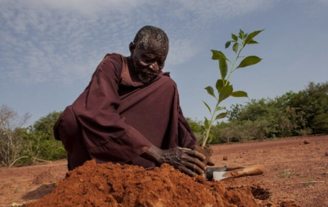 Man planting