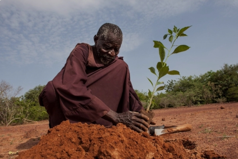 Man planting