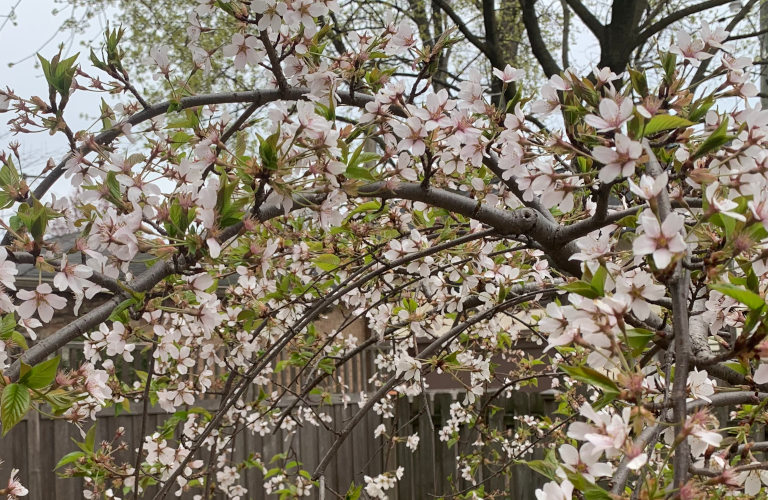 cherry tree