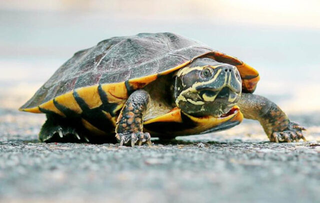 tortoise