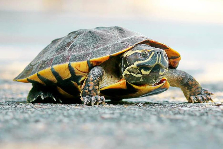 tortoise
